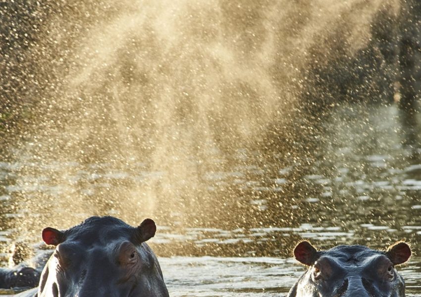 A hippo lounging in a serene river in Tanzania, showcasing the peaceful side of wildlife during a luxury safari experience.