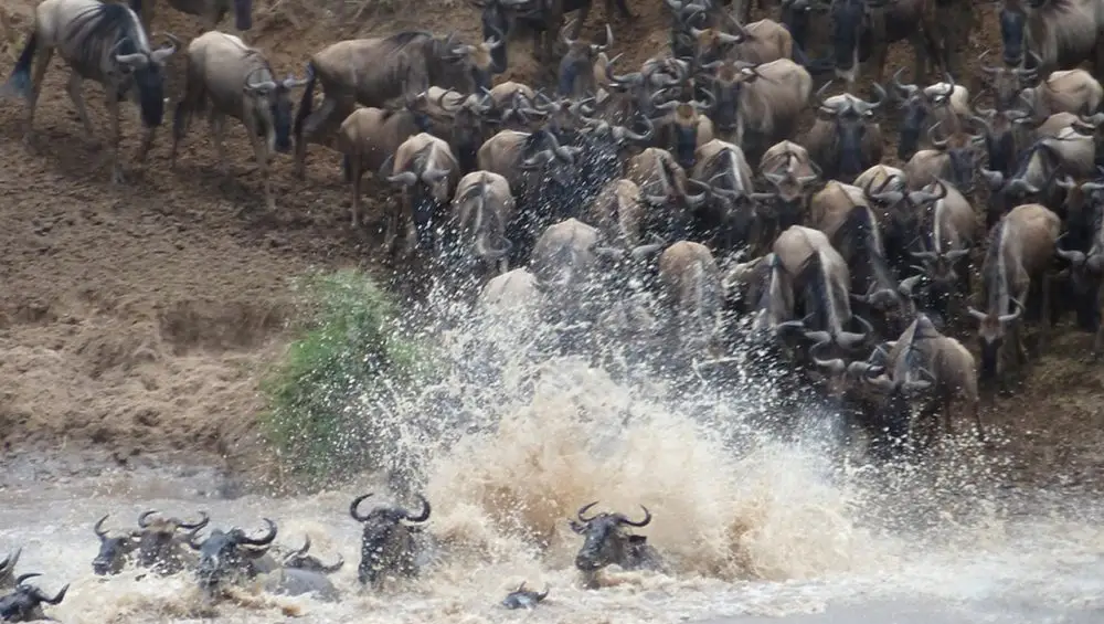 Wildebeest crossing a river during the Serengeti Migration Safari, showcasing the dramatic and awe-inspiring natural spectacle.