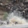 Wildebeest crossing a river during the Serengeti Migration Safari, showcasing the dramatic and awe-inspiring natural spectacle.