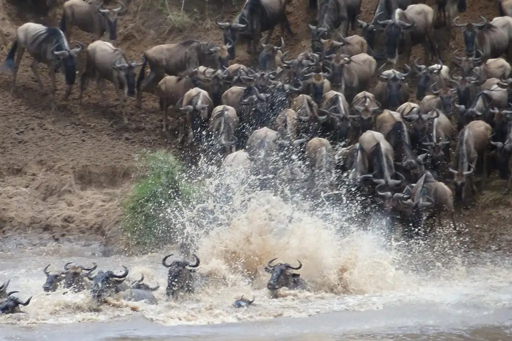 Wildebeest crossing a river during the Serengeti Migration Safari, showcasing the dramatic and awe-inspiring natural spectacle.