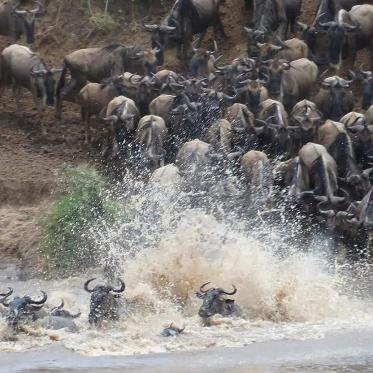 Wildebeest crossing a river during the Serengeti Migration Safari, showcasing the dramatic and awe-inspiring natural spectacle.