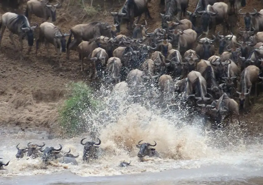 Wildebeest crossing a river during the Serengeti Migration Safari, showcasing the dramatic and awe-inspiring natural spectacle.