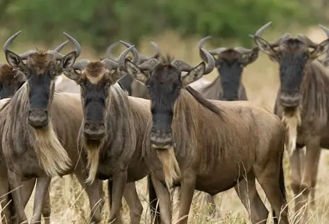 A-herd-of-wildebeest-migrating-across-the-Serengeti-plains