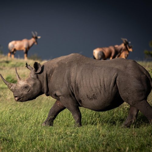 Tanzania camping safari