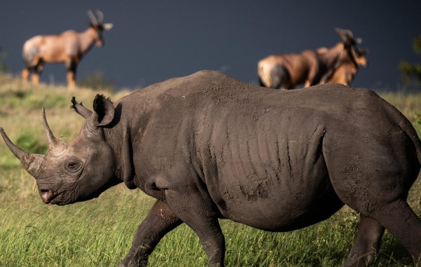 10-Day Special Safari in Tanzania