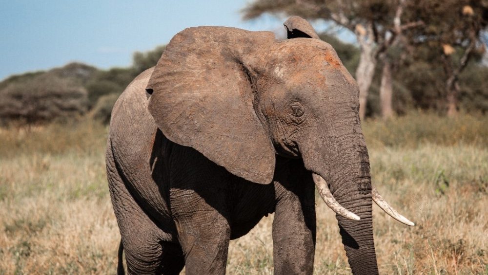 Elephant herd in Tarangire National Park
