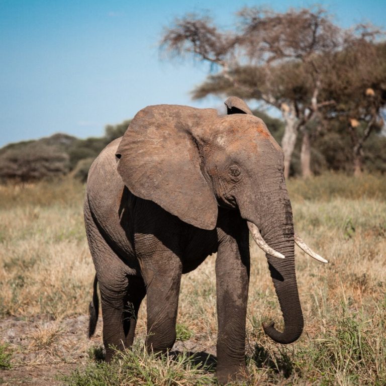 Elephant herd in Tarangire National Park