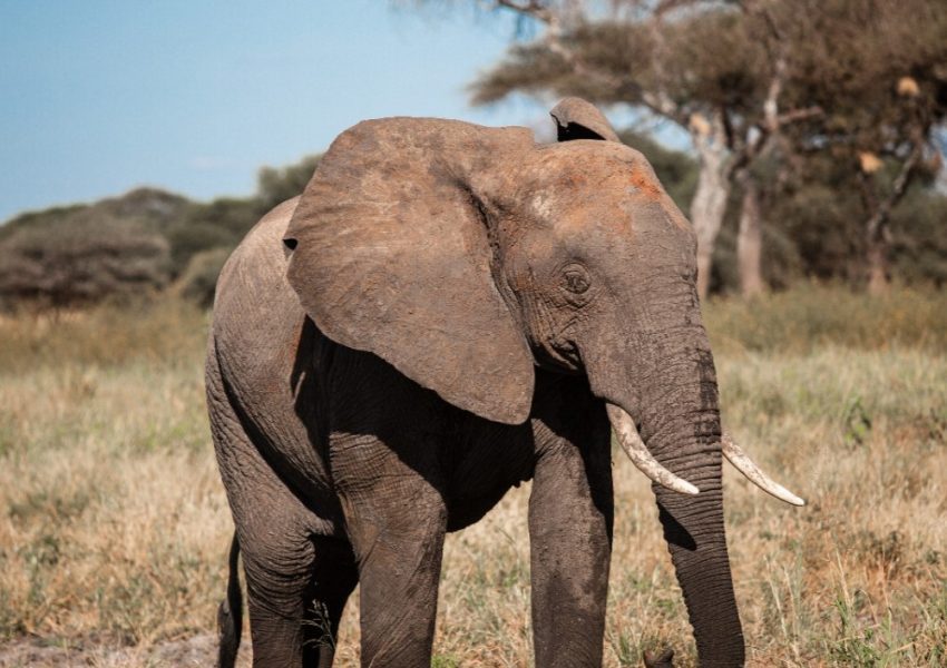 Elephant herd in Tarangire National Park