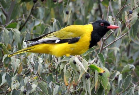 Eastern Black Headed Orioles
