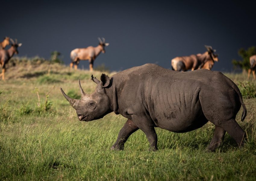 A Black rhinoceros walks through a green field under a dark sky, with several antelope in the background.