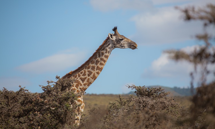 Standing giraffe in the Ngorongoro Conservation Area, a graceful Tanzania safari animal among the rolling plains and acacia trees.