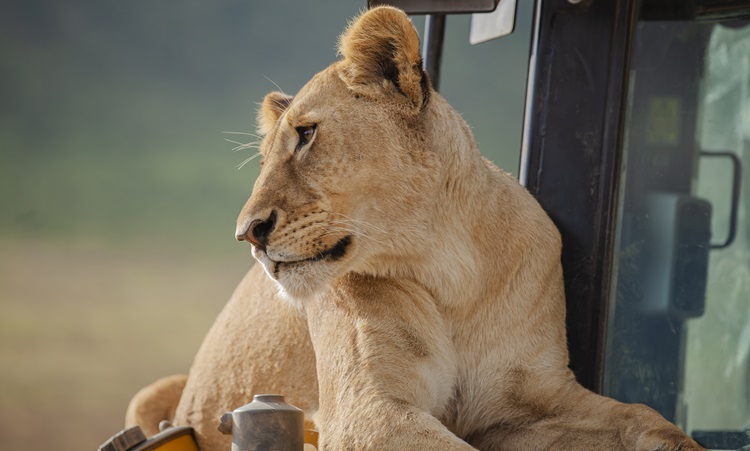 Lion sitting on an excavator in Ngorongoro Crater, blending the wild beauty of Tanzania safari animals with an unexpected human touch