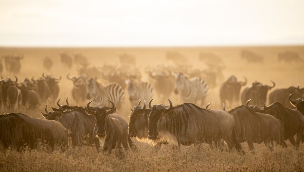 Wildebeest migration across the Serengeti, showcasing Tanzania Safari animals during the Great Migration.