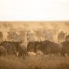 Wildebeest migration across the Serengeti, showcasing Tanzania Safari animals during the Great Migration.