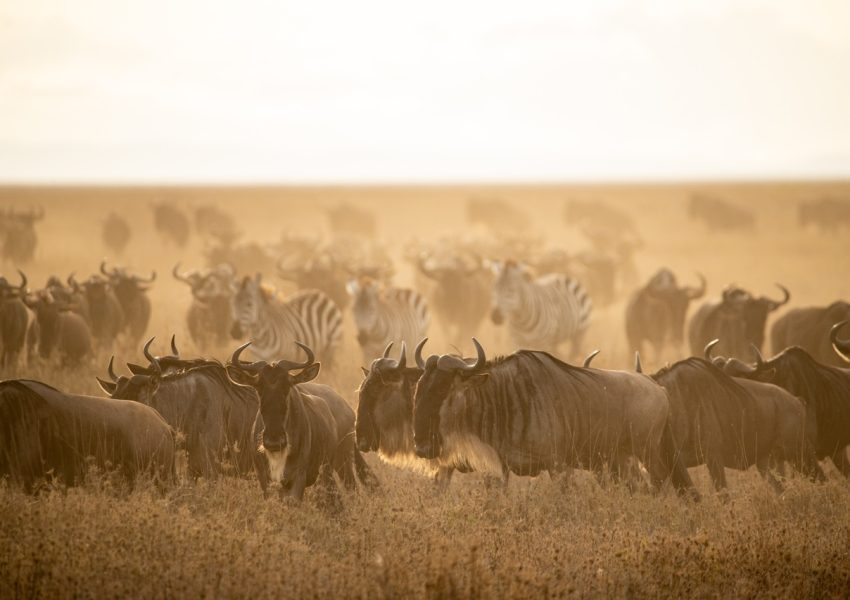 Wildebeest migration across the Serengeti, showcasing Tanzania Safari animals during the Great Migration.