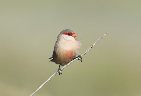 The Common Waxbill (Estrilda astrild) is a small, colorful finch that is widely found across Tanzania in grasslands, open woodlands, and bushy areas. It is easily recognizable by its bright red bill, which gives it its "waxbill" name, and its streaked brownish-gray body with a distinctive white belly. The Common Waxbill is typically seen in small flocks, often foraging on the ground for seeds, especially from grasses and other plants.