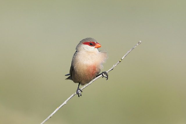 The Common Waxbill (Estrilda astrild) is a small, colorful finch that is widely found across Tanzania in grasslands, open woodlands, and bushy areas. It is easily recognizable by its bright red bill, which gives it its "waxbill" name, and its streaked brownish-gray body with a distinctive white belly. The Common Waxbill is typically seen in small flocks, often foraging on the ground for seeds, especially from grasses and other plants.