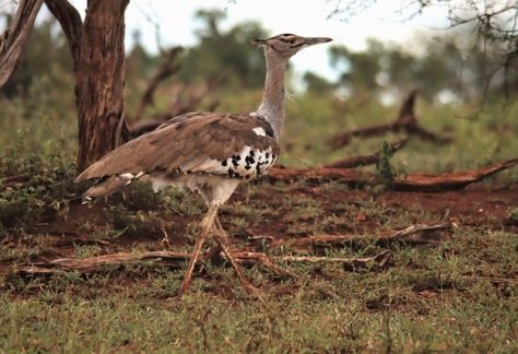 kori-bustard