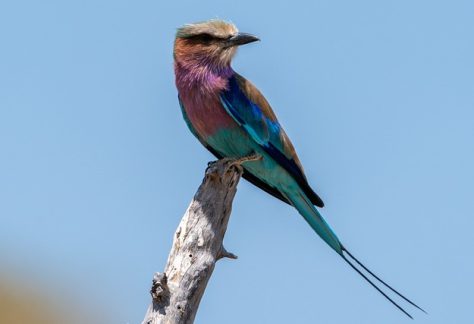 The Lilac-Breasted Roller (Coracias caudatus) is one of Tanzania's most iconic and striking birds, often regarded as a symbol of the country’s vibrant avian life. Known for its stunning plumage, it boasts a mix of bright blues, purples, pinks, and greens, with a prominent lilac-colored chest that gives it its name. This bird is typically seen in open savannahs, woodlands, and the edges of forests, where it perches on trees or power lines, scanning the ground for insects, small reptiles, and amphibians to prey on.