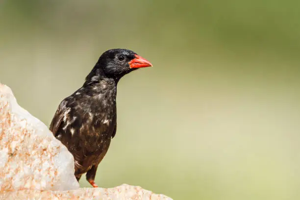 The Red-Billed Buffalo Weaver (Bubalornis niger) is a striking and sociable bird found across Tanzania, particularly in savannahs, open woodlands, and grassy plains. It is easily recognizable by its bold black body, contrasting white wings, and bright red bill, which is particularly vivid in males. This bird is part of the weaver family and is often seen in large, noisy flocks, usually foraging for seeds and insects on the ground