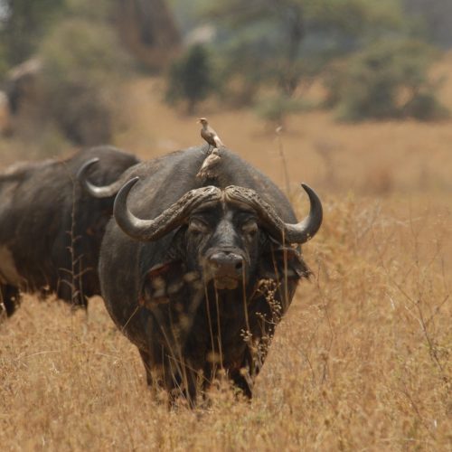 A majestic African buffalo standing in the savannah, part of the Big Five animals in Tanzania.