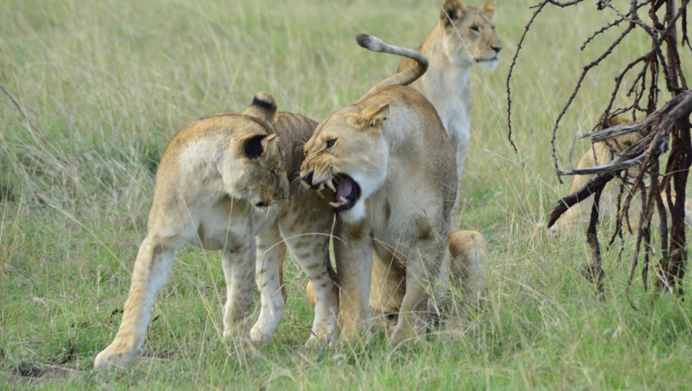 Two female lions resting in the wild – part of the Big Five animals in Tanzania, spotted in the Serengeti.