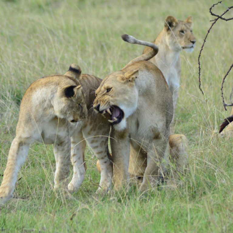Two female lions resting in the wild – part of the Big Five animals in Tanzania, spotted in the Serengeti.