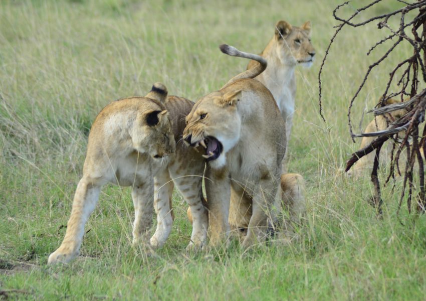 Two female lions resting in the wild – part of the Big Five animals in Tanzania, spotted in the Serengeti.