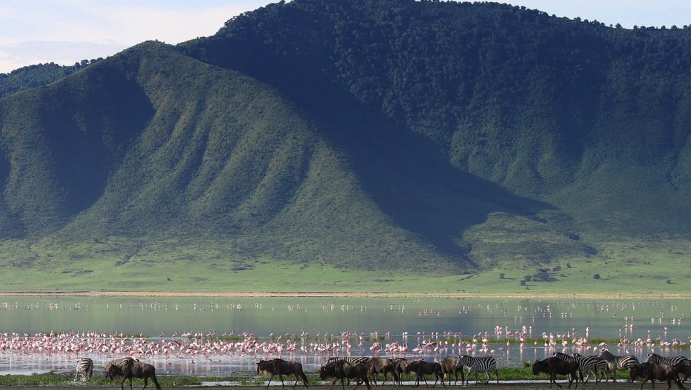Wildebeest and flamingos in Ngorongoro Crater, Tanzania, captured during Ngorongoro tours from Arusha.
