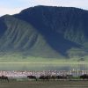 Wildebeest and flamingos in Ngorongoro Crater, Tanzania, captured during Ngorongoro tours from Arusha.