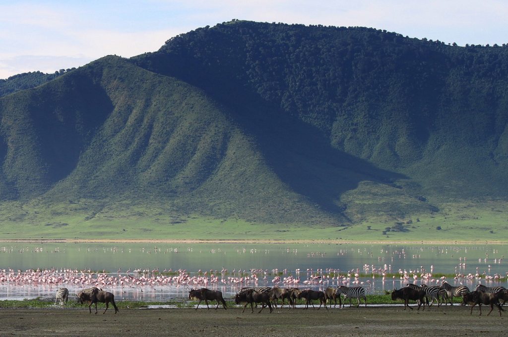 Wildebeest and flamingos in Ngorongoro Crater, Tanzania, captured during Ngorongoro tours from Arusha.