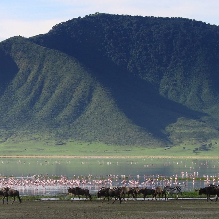 Wildebeest and flamingos in Ngorongoro Crater, Tanzania, captured during Ngorongoro tours from Arusha.