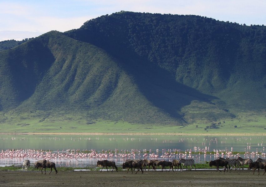 Wildebeest and flamingos in Ngorongoro Crater, Tanzania, captured during Ngorongoro tours from Arusha.