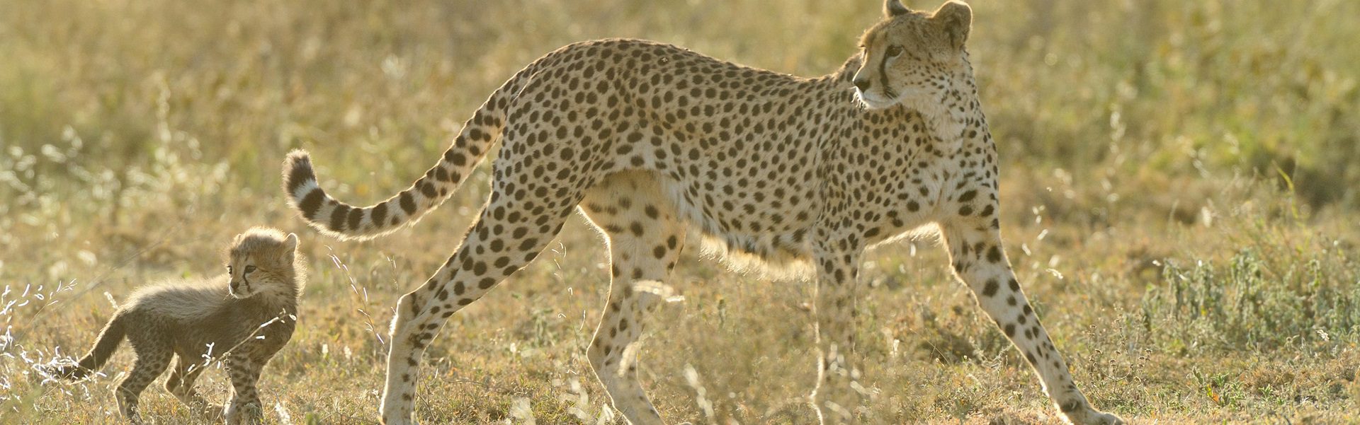 A cheetah spotted near Ndutu Safari Lodge during a 7-day Big Five safari in Tanzania.