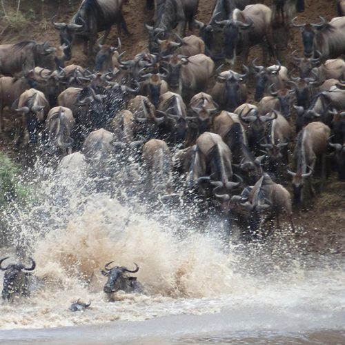 Wildebeest herds crossing the Western Corridor during the 7 Days Wildebeest Migration Safari in Tanzania