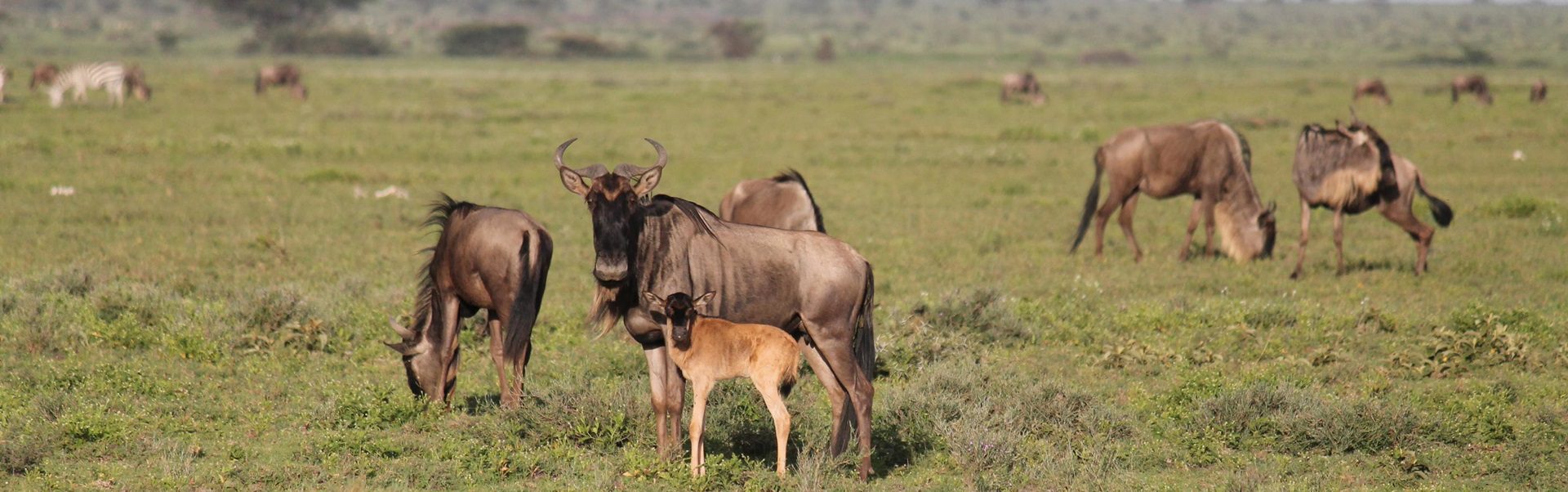 Wildebeest migration during the 6 Days Ndutu Migration Safari in the Serengeti, Tanzania