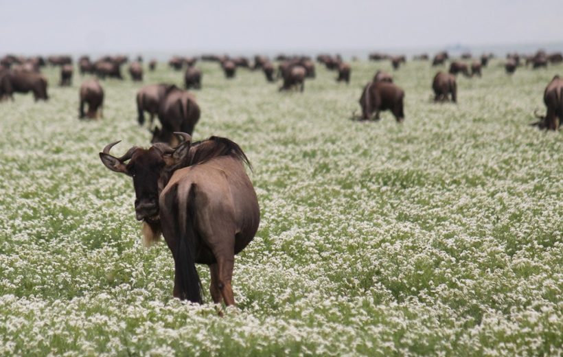 6 Days Ndutu Migration Safari