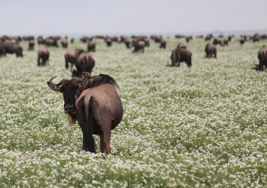 Wildebeest herds during the 6 Days Ndutu Migration Safari in the Serengeti, Tanzania