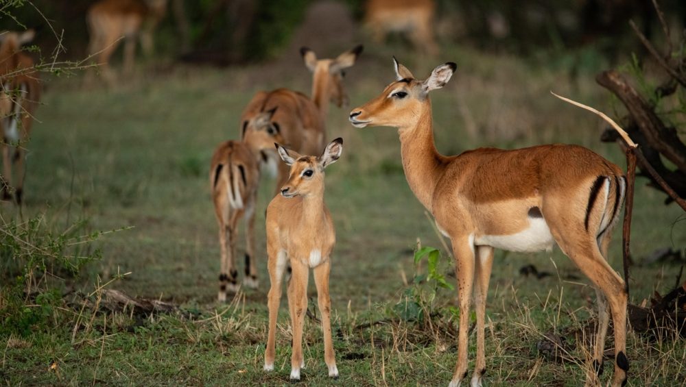 Impala standing alert in the Serengeti grasslands during a Safari Tanzania Serengeti tour