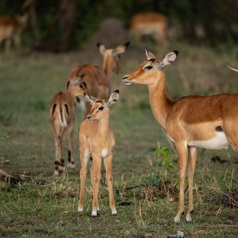 Impala standing alert in the Serengeti grasslands during a Safari Tanzania Serengeti tour