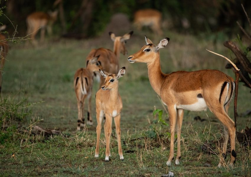 Impala standing alert in the Serengeti grasslands during a Safari Tanzania Serengeti tour