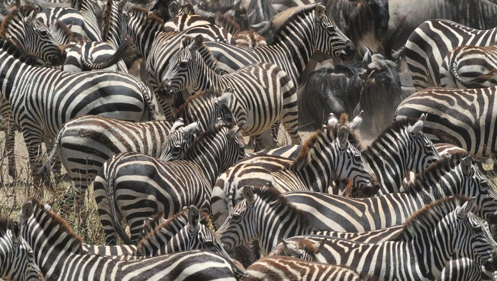 A herd of zebras grazing in the Ndutu plains of Tanzania, surrounded by stunning savannah landscapes.