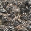 A herd of zebras grazing in the Ndutu plains of Tanzania, surrounded by stunning savannah landscapes.