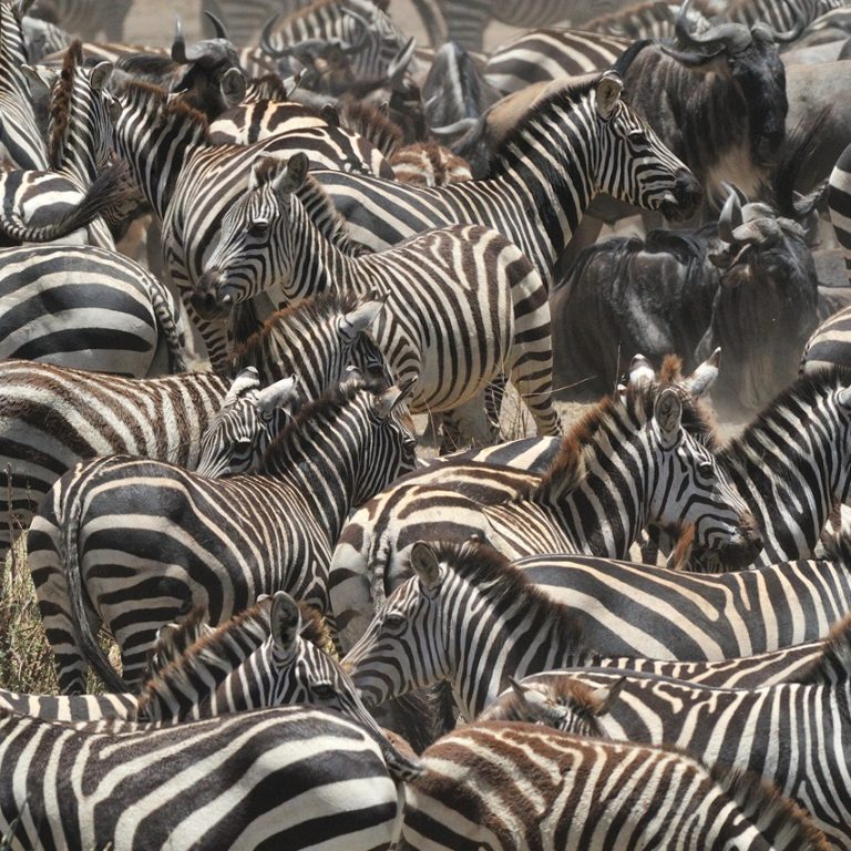 A herd of zebras grazing in the Ndutu plains of Tanzania, surrounded by stunning savannah landscapes.