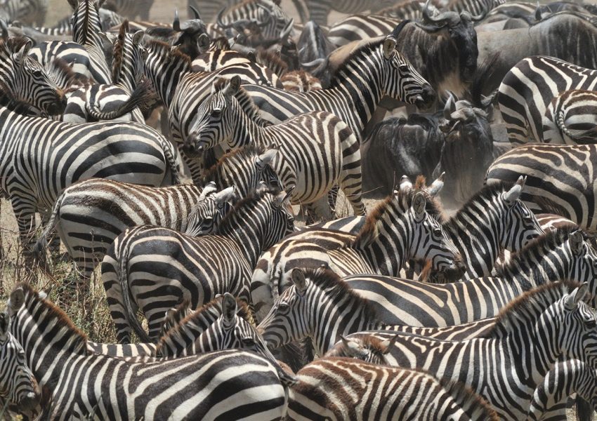 A herd of zebras grazing in the Ndutu plains of Tanzania, surrounded by stunning savannah landscapes.