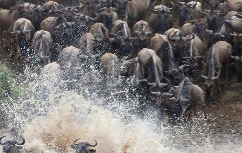 8 Day Tanzania Safari Wildebeest Migration in Serengeti