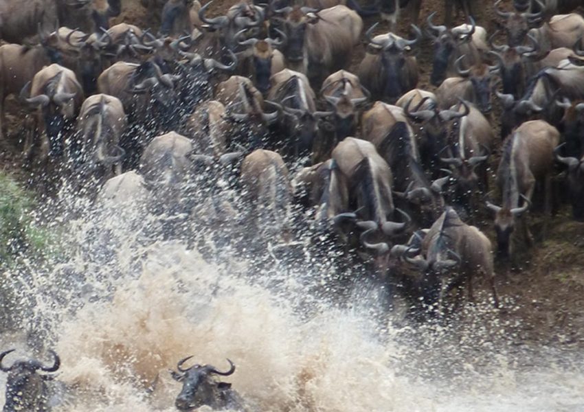 Wildebeest crossing the Mara River during the Great Migration.