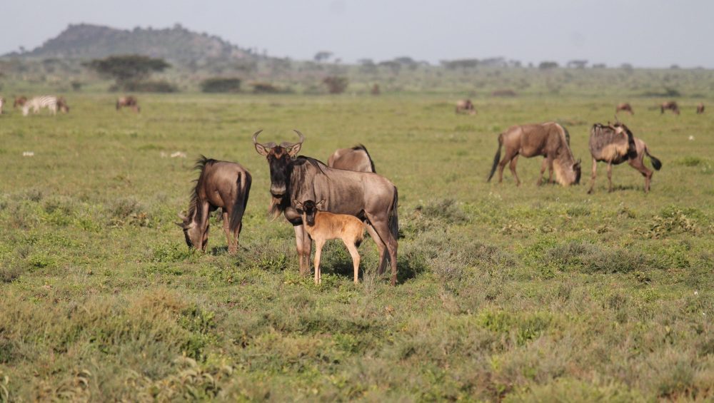 A wildebeest mother with her newborn calf in the Ndutu plains, Tanzania, during the calving season of the Great Wildebeest Migration.