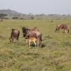 A wildebeest mother with her newborn calf in the Ndutu plains, Tanzania, during the calving season of the Great Wildebeest Migration.