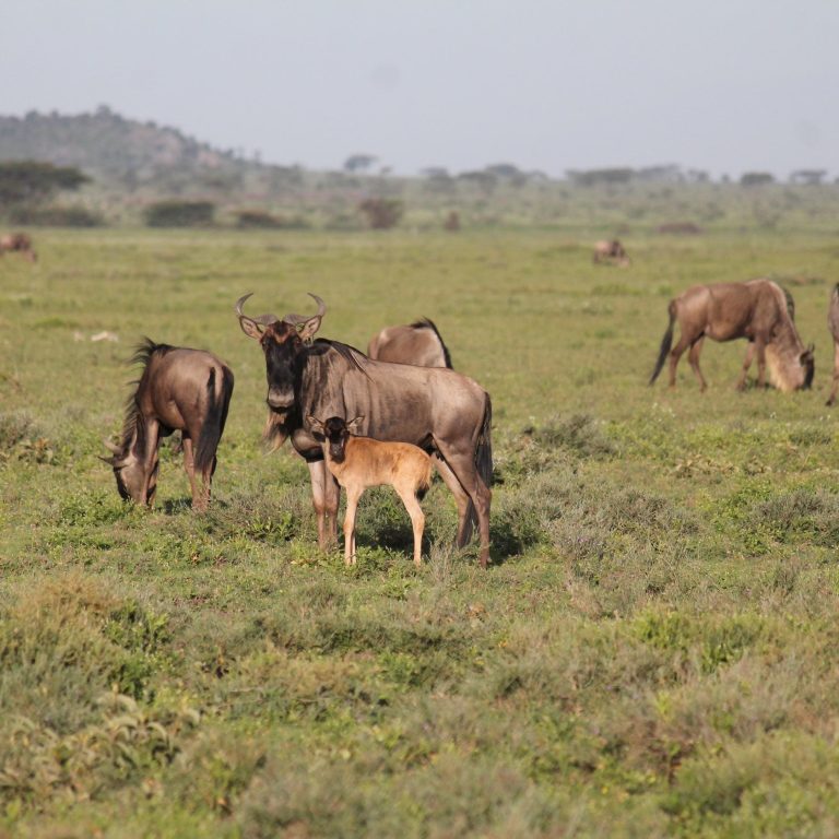 A wildebeest mother with her newborn calf in the Ndutu plains, Tanzania, during the calving season of the Great Wildebeest Migration.